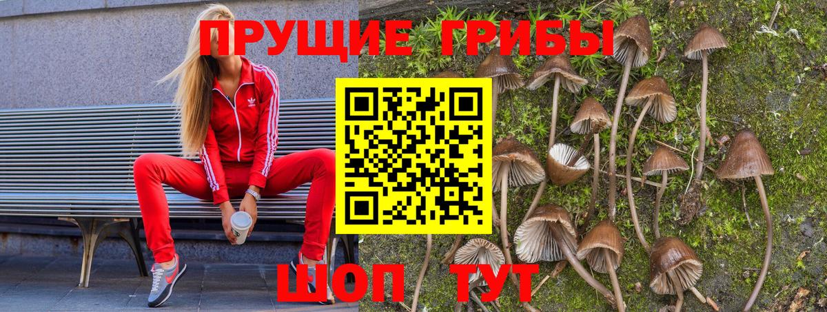 Галлюциногенные грибы Psilocybine cubensis Сатка